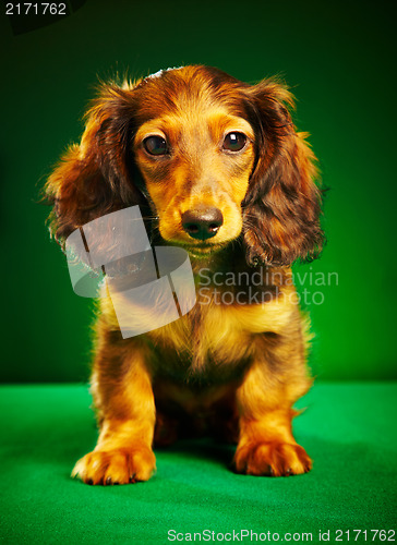 Image of puppy dachshund