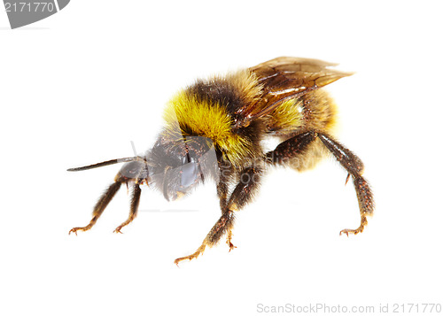 Image of bumblebee