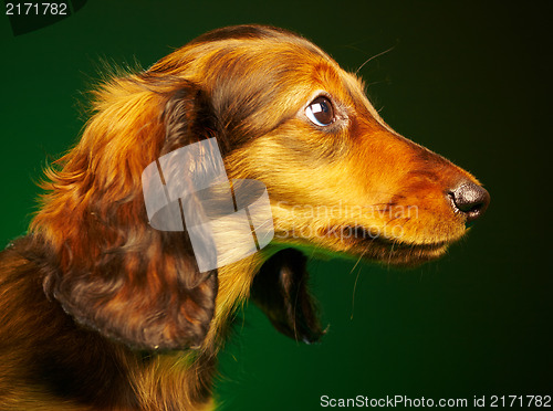 Image of puppy dachshund