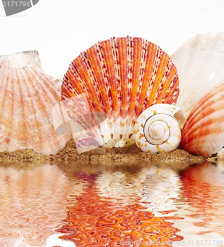 Image of Sea cockleshells