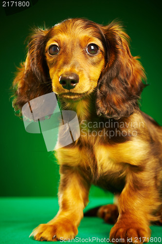 Image of puppy dachshund