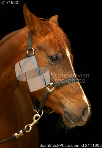 Image of Portrait of a horse on a black background. 