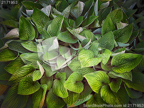 Image of Hosta background