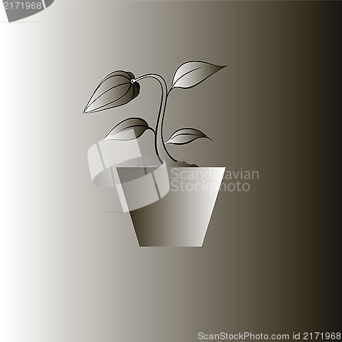 Image of flower