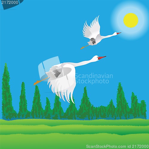 Image of birds