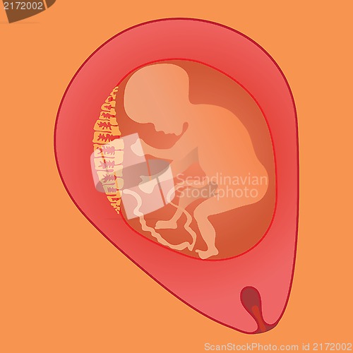 Image of fetus