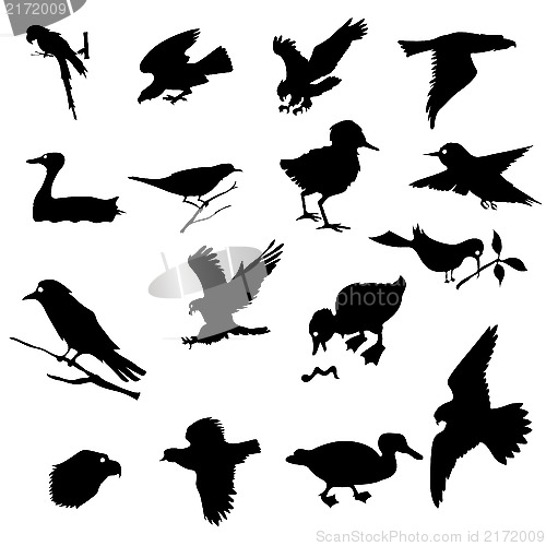 Image of  birds