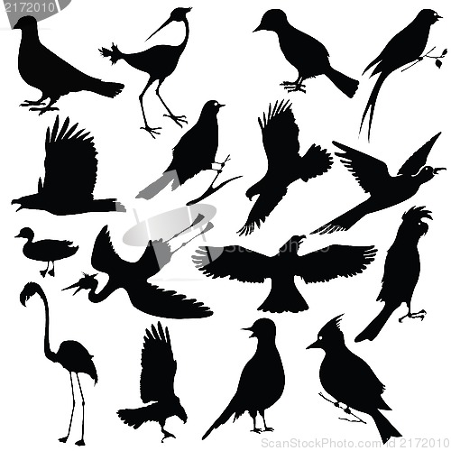 Image of birds