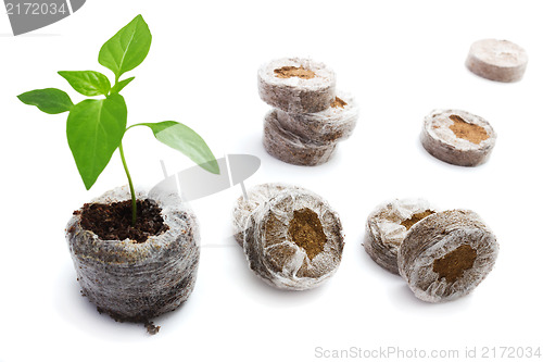 Image of Peat briquettes for growing seedlings