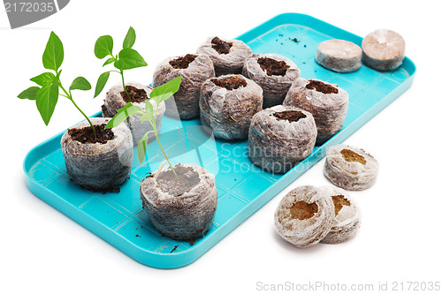 Image of Seedling vegetable plants grown in peat tablet on a pallet