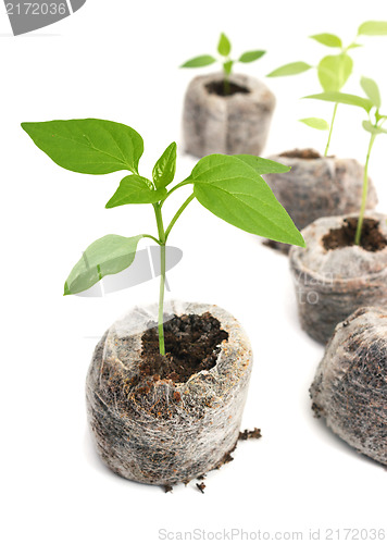 Image of Seedling vegetable plants grown in peat tablet