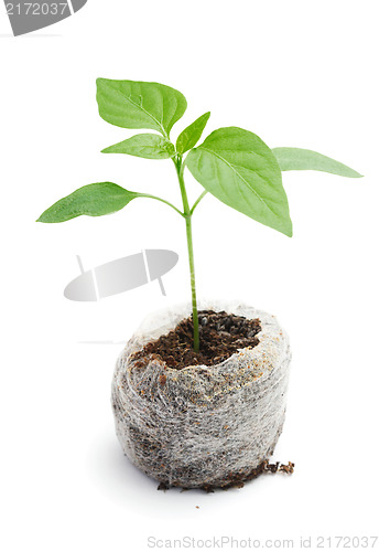 Image of Seedling vegetable plants grown in a peat briquette