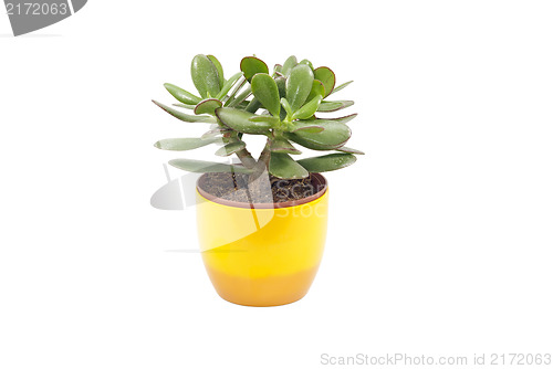 Image of Succulent Plant