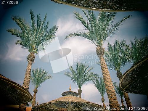 Image of Palm trees and umbrellas with toy camera effect