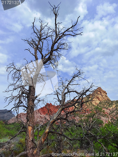 Image of Hike through Red Rock Canyon