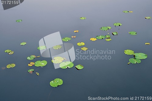 Image of Water surface with lily