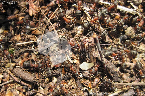 Image of ant colony