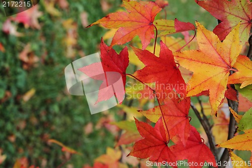 Image of autumnal leaves