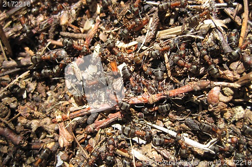 Image of ant colony