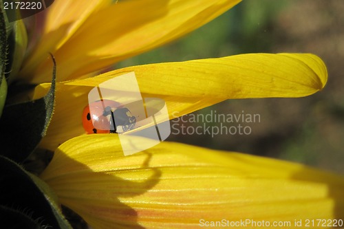 Image of ladybird on the sunflower