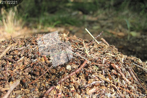 Image of ant colony