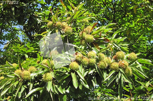 Image of edible chestnuts