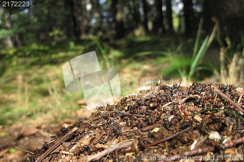 Image of ant colony