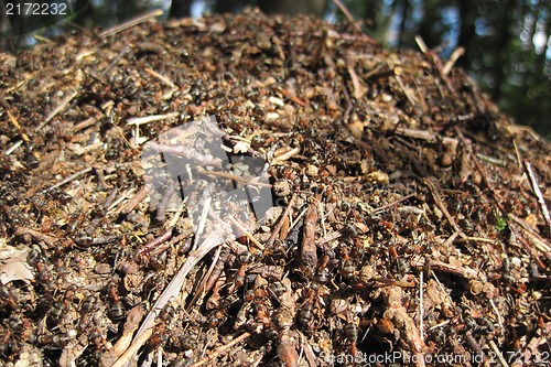 Image of ant colony