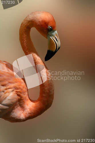 Image of Mexican Flamingo