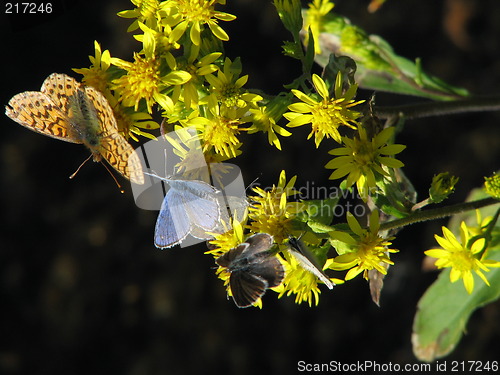 Image of Butterflies