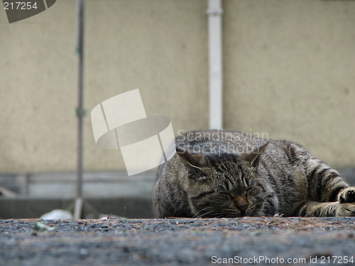 Image of Sleeping cat