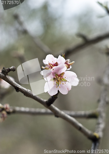 Image of Almond tree with white pink flowers with branches