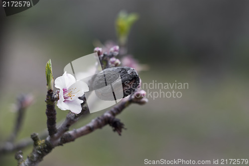 Image of Almond tree