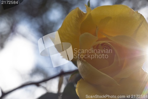 Image of yellow rose 