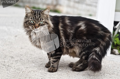Image of cat with green eyes