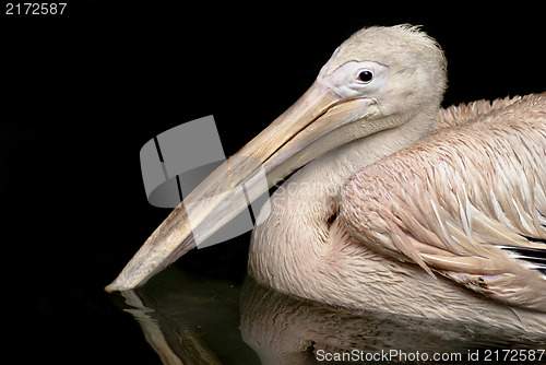 Image of Beautiful white rosy Pelican