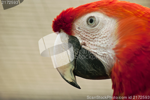 Image of Head of red macaw parrot