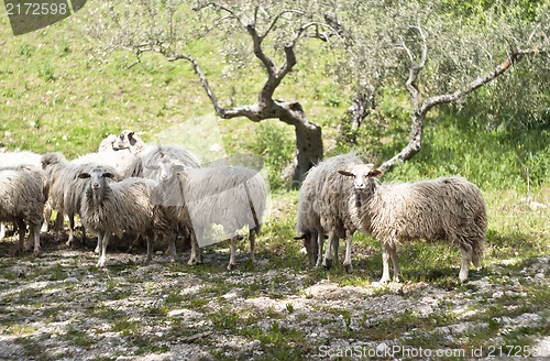 Image of Sheep on the sicilian farm
