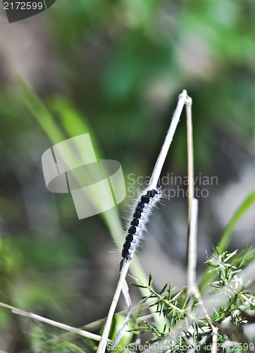 Image of closeup of moth caterpillar