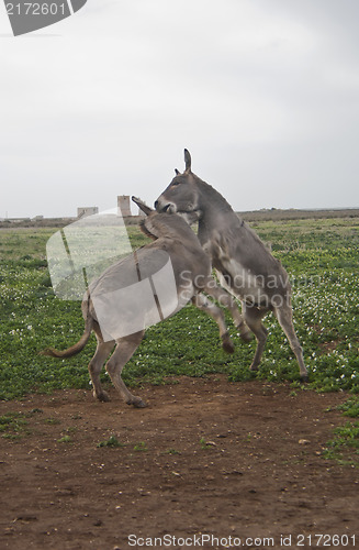 Image of struggle between two donkeys