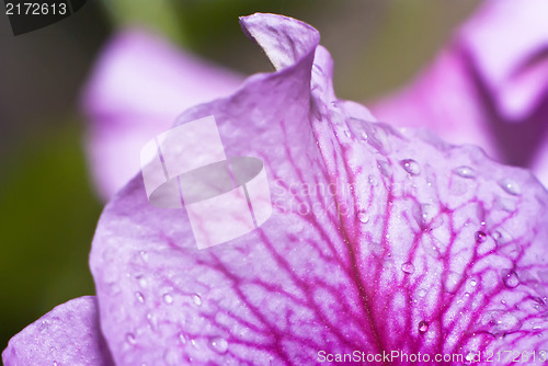 Image of petal orchid with water drops