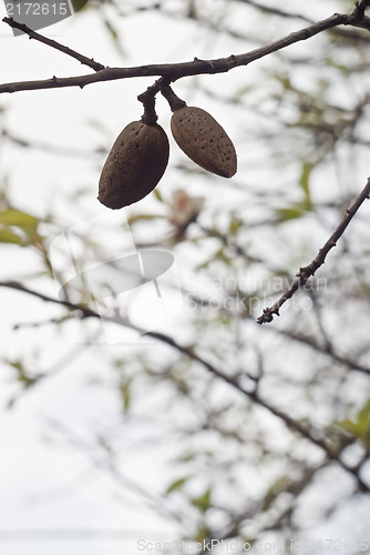 Image of Almond tree with fruits