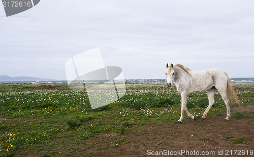 Image of white horse