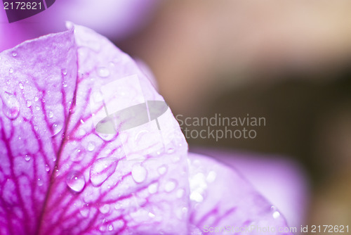 Image of petal orchid with water drops