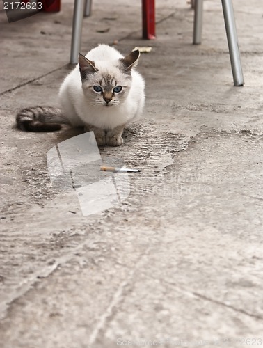 Image of cat with cigarette