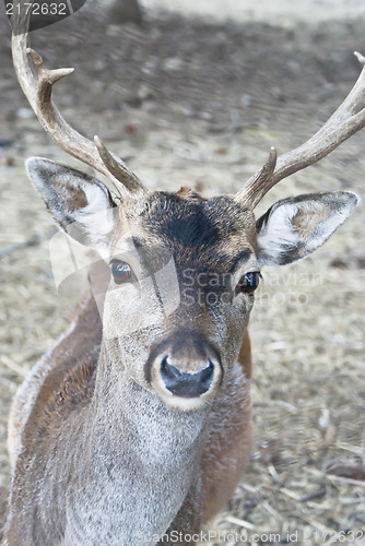 Image of deer in forest closeup
