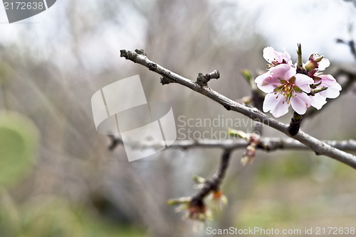 Image of Almond tree with white pink flowers with branches