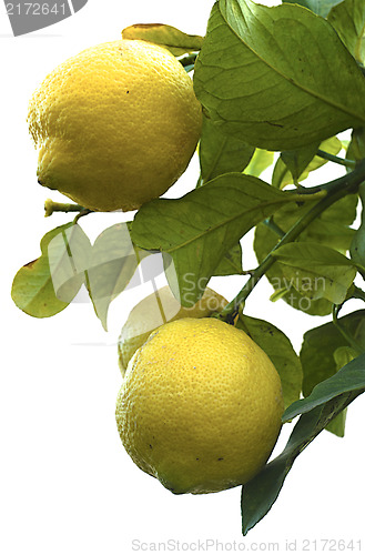 Image of Lemons 