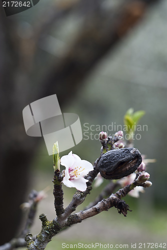 Image of Almond tree