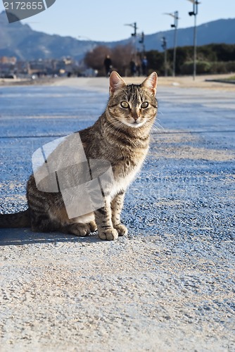 Image of stray cat with mountains in the background